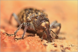 <p>KLIKOROH BOROVÝ (Hylobius abietis) Šluknovsko --- /large pine weevil - Fichtenrüsselkäfer/</p>